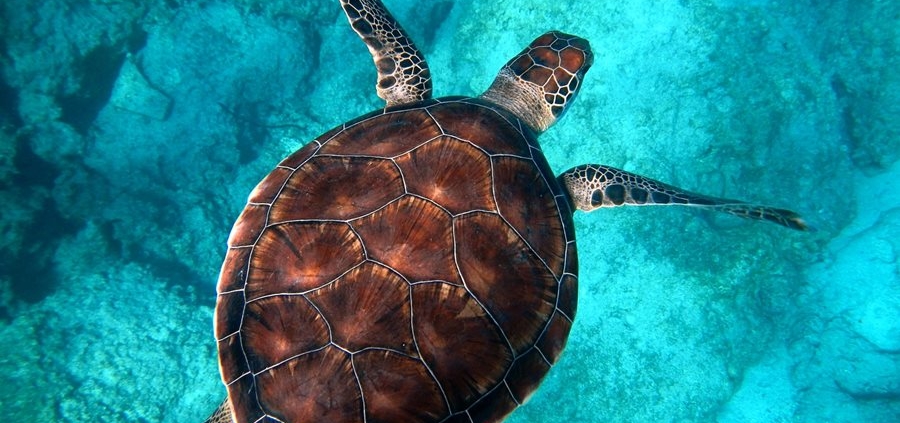 Caribbean