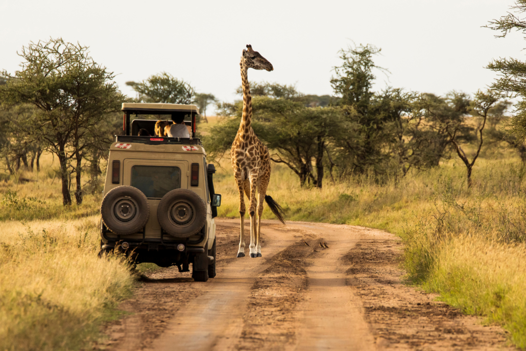 Giraffe with trees in background during sunset safari in Serenge