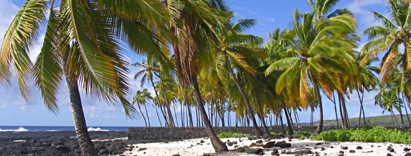 Wishes and Waves Travel